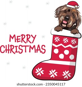 Funny Wirehaired Pointing Griffon in a Christmas stocking. Funny holiday greeting card with a cute dog head with paws. New year postcard. Winter gift, pet in socks, X-mas design with a favorite pet.