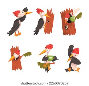 Funny Woodpecker Character as Comic Woodland Flying Creature Vector Set