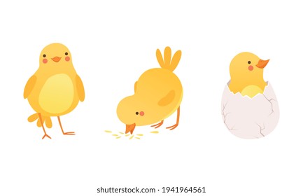 Funny Yellow Chicken in Different Situations Set, Cute Baby Bird Character Cartoon Vector Illustration