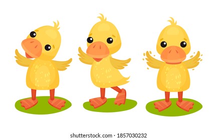 Funny Yellow Duckling Standing and Waving Wings Vector Set