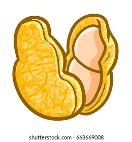 Funny and yummy opened peanut - vector.