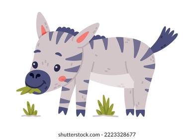 Funny Zebra with Black-and-white Striped Coat Chewing Green Grass Vector Illustration