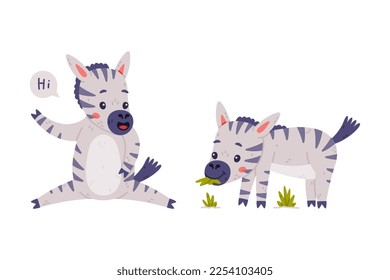 Funny Zebra with Black-and-white Striped Coat Chewing Grass and Greeting Vector Set