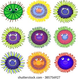 funny zoanthus set