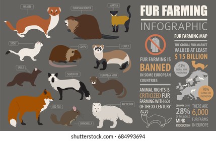 Fur farming infographic template. Flat design. Vector illustration