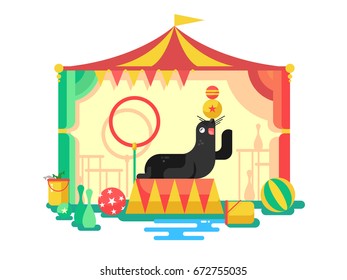 Fur seal in a circus