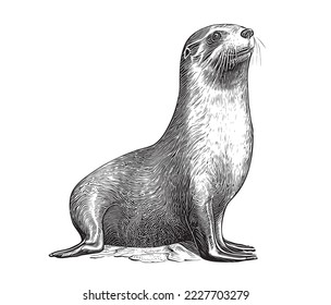 Esbozo dibujado a mano por la foca de la piel Animales marinos Ilustración vectorial.