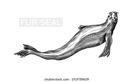 Fur seal. Marine creatures, nautical animal or pinnipeds. Vintage retro signs. Doodle style. Hand drawn engraved sketch