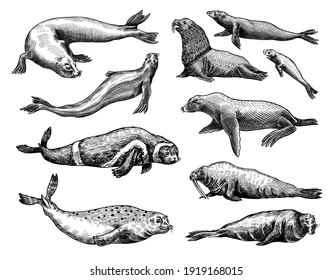 Fur seal, steller sea lion and walrus, ribbon and elephant, earless and harbor seal. Marine creatures, nautical animal or pinnipeds. Vintage retro signs. Doodle style. Hand drawn engraved sketch