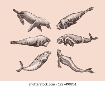 Fur seal, steller sea lion and walrus, ribbon and elephant, earless and harbor seal. Marine creatures, nautical animal or pinnipeds. Vintage retro signs. Doodle style. Hand drawn engraved sketch