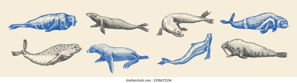 Fur seal, steller sea lion and walrus, ribbon and elephant, earless and harbor seal. Marine creatures, nautical animal or pinnipeds. Vintage retro signs. Doodle style. Hand drawn engraved sketch