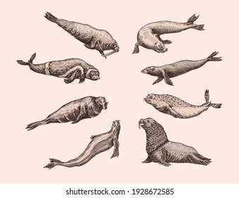 Fur seal, steller sea lion and walrus, ribbon and elephant, earless and harbor seal. Marine creatures, nautical animal or pinnipeds. Vintage retro signs. Doodle style. Hand drawn engraved sketch