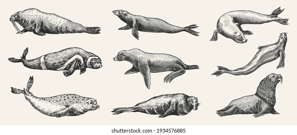 Fur seal, steller sea lion and walrus, ribbon and elephant, earless and harbor seal. Marine creatures, nautical animal or pinnipeds. Vintage retro signs. Doodle style. Hand drawn engraved sketch