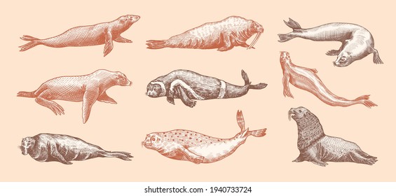 Fur seal, steller sea lion and walrus, ribbon and elephant, earless and harbor seal. Marine creatures, nautical animal or pinnipeds. Vintage retro signs. Doodle style. Hand drawn engraved sketch