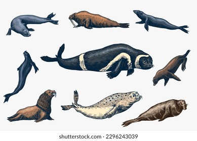 Fur seal, steller sea lion and walrus, ribbon and elephant, earless and harbor seal. Marine creatures, nautical animal or pinnipeds. Vintage retro signs. Doodle style. Hand drawn engraved sketch