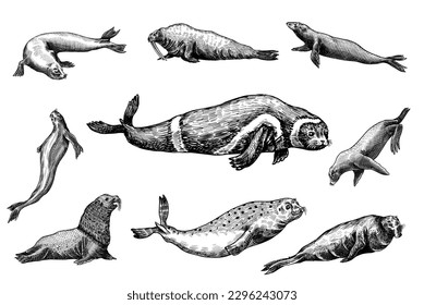 Fur seal, steller sea lion and walrus, ribbon and elephant, earless and harbor seal. Marine creatures, nautical animal or pinnipeds. Vintage retro signs. Doodle style. Hand drawn engraved sketch