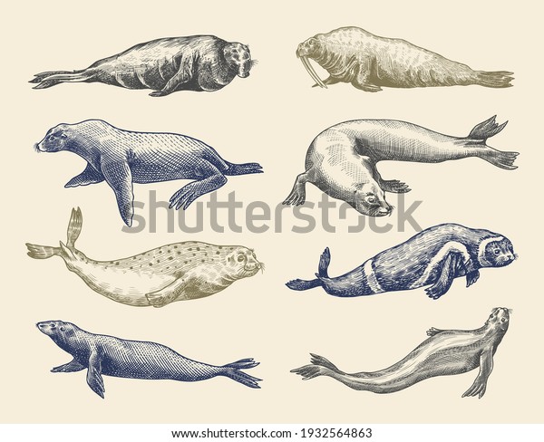 Fur seal, steller sea lion and walrus, ribbon and\
elephant, earless and harbor seal. Marine creatures, nautical\
animal or pinnipeds. Vintage retro signs. Doodle style. Hand drawn\
engraved sketch