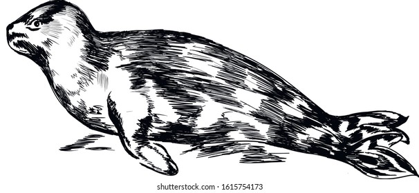 Fur seal vector , animal sketch isolated on white background . Concept for print, web design, cards, logo
