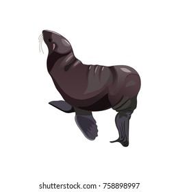 Fur seal. Vector illustration isolated on white background