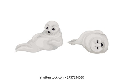 Fur Seals as Pinniped Specie with Vibrissae and Dense Underfur in Lying Pose Vector Set