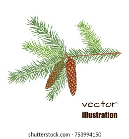 A fur tree branch with cones on a white background. Vector illustration.