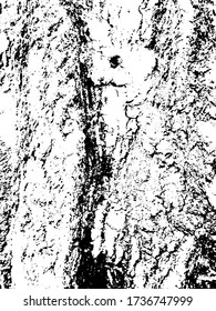 Robust deep furrowed plate raw lumber. Rough uneven surface wooden cortex. Rural forest environment. Outer layer of bark cork oak. Abandoned ancient structure, decor rustic design rugged rind for 3d