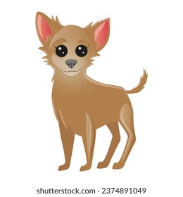 furry, big eared brown dog, breed of chihuahua