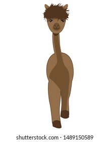  furry brown alpacas walking vector