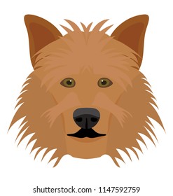 
A furry brown dog with small ears depicting shetland sheepdog 
