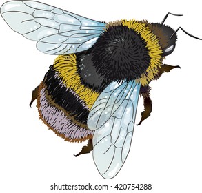 15,750 Bumble Bee Stock Vectors, Images & Vector Art | Shutterstock
