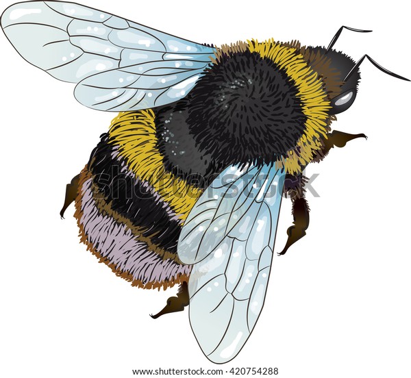 Furry Bumblebee Isolated On White Vector Stock Vector Royalty Free