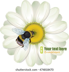 Furry bumblebee and White Daisy, isolated on white, vector illustration, eps-10
