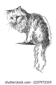 Furry Cat. Sketch line style portrait of cat on white background. Digital vector graphics.
