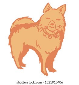 Furry Eskimo Dog