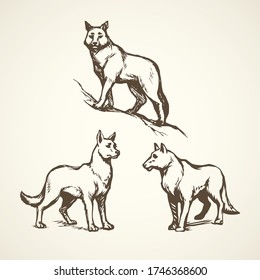 Furry gray canidae lagopus lupus stand on light sky backdrop. Freehand line black ink hand drawn picture sketchy in art retro doodle etching style pen on paper. Closeup side view with space for text