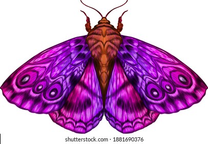 furry moth coloring vector illustration