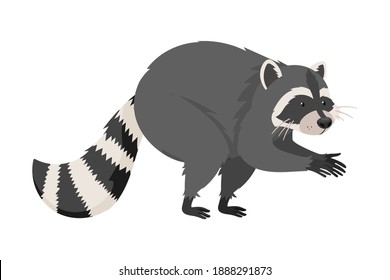 Furry Raccoon Rubbing Its Paws Ready to Steal Something Vector Illustration