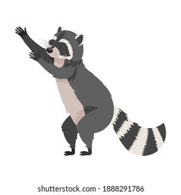 Furry Raccoon Standing on Hind Legs with Outstretching Paws Vector Illustration