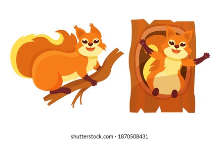 Furry Squirrel Sitting on Branch and in Tree Hollow Vector Set