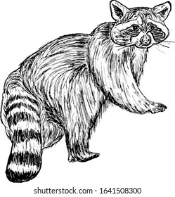 A furry wild raccoon, scientifically known as Procyon lotor. Hand drawn vector illustration.