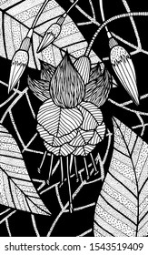 Fuschia - flower illustration. Black and white ink floral drawing. Coloring book for adults. Line art. Vector artwork.