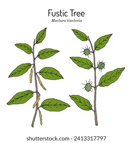 Fustic Tree or dyers mulberry (maclura tinctoria), edible and medicinal plant. Hand drawn botanical vector illustration