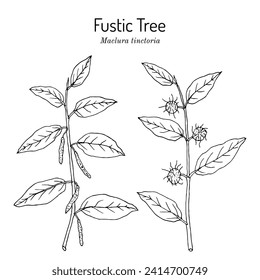 Fustic Tree or dyers mulberry (maclura tinctoria), edible and medicinal plant. Hand drawn botanical vector illustration