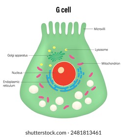 The G cell of the stomach wall vector. Types of secretory cells in gastric glands.