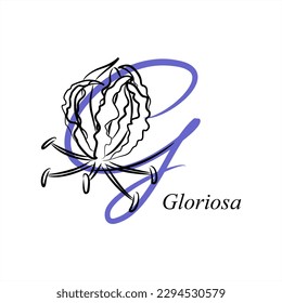 G - Gloriosa (Flammenlilie). ABC mit Blumen. Serie von Buchstaben A-Z. Bilder von Pflanzen. Minimalismus. Schöne Briefe. Linienzeichnung. Logo Design Initial G kombiniert mit Blumen.
