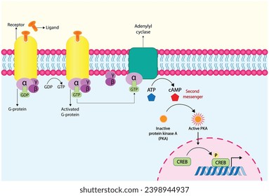 G protein coupled receptor (GPCR). Cell membrane receptors for ligands binding. cAMP, second messenger, production amplification. Protein kinase A, PKA. cAMP response element binding protein (CREB).