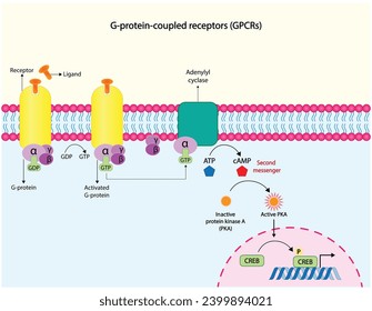 Receptor acoplado a proteína G (GPCR). Receptores de membrana celular para la unión de ligandos. cAMP, segundo mensajero, amplificación de producción. Proteína quinasa A, PKA. proteína de unión a elementos de respuesta cAMP (CREB).