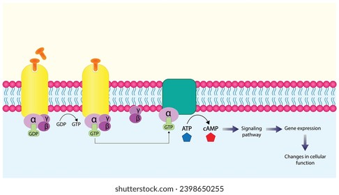 G protein coupled receptor. Structure of a G protein-coupled receptor (GPCR). Cell membrane receptors for ligands binding. cAMP, second messenger, production amplification. vector illustration.