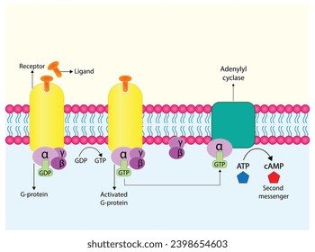 G protein coupled receptor. Structure of a G protein-coupled receptor (GPCR). Cell membrane receptors for ligands binding. cAMP, second messenger, production amplification. vector illustration.