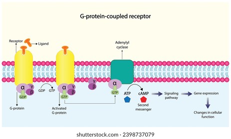 G protein coupled receptor. Structure of a G protein-coupled receptor (GPCR). Cell membrane receptors for ligands binding. cAMP, second messenger, production amplification. vector illustration.
